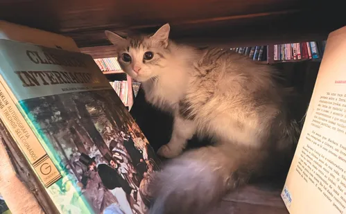 
          Imagem ilustrativa da imagem “Livraria misteriosa” no centro de Vitória reabre com mais de 40 mil livros
          