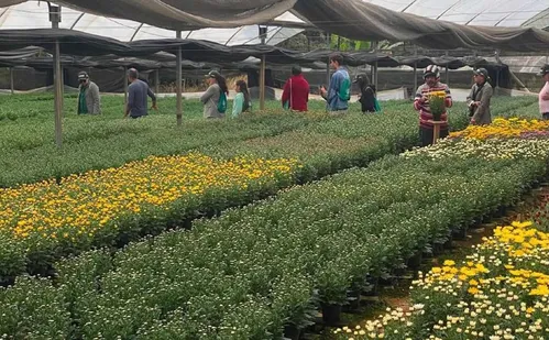 
          Imagem ilustrativa da imagem Muniz Freire se prepara para virar a “cidade das flores”
          