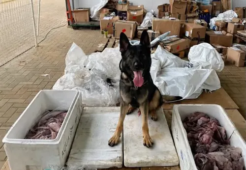 
          Imagem ilustrativa da imagem PM apreende mais de 1 kg de maconha encontrada em carga de polvos congelados
          