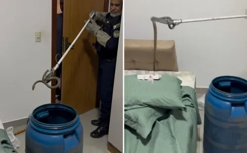 
          Imagem ilustrativa da imagem Serpente é resgatada dentro de quarto em Vila Velha
          