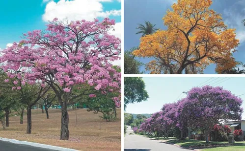 
          Imagem ilustrativa da imagem Serra terá mais 10 mil árvores nas ruas para enfrentar o calor
          