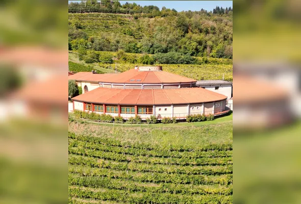 Imagem ilustrativa da imagem Vinícolas familiares italianas preservam essência do vinho
