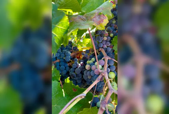 matéria-prima que dá origem aos diferentes estilos e sabores de vinho.
