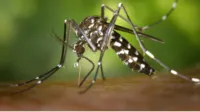 Imagem ilustrativa da imagem Pernambuco registra mais de 50 mil casos suspeitos de dengue; alta é de 34,6%