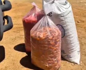 Imagem ilustrativa da imagem PRF apreende carga de camarão avaliada em meio milhão de reais no Sertão