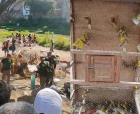 Imagem ilustrativa da imagem Operação do Ibama resgata 500 animais e prende nove suspeitos em Caruaru
