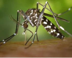 Imagem ilustrativa da imagem Pernambuco registra mais de 50 mil casos suspeitos de dengue; alta é de 34,6%