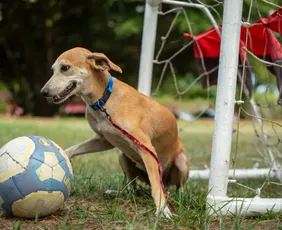 Imagem ilustrativa da imagem Sport lança projeto para adoção responsável de animais no clube