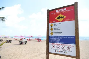 Imagem ilustrativa da imagem Abertura do verão: comitê de monitoramento de tubarões reforça alerta nas praias