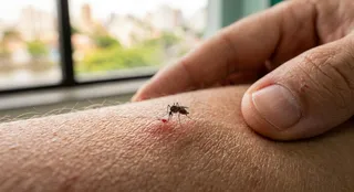 Imagem ilustrativa da imagem Quarta morte por dengue este ano é confirmada pela Secretaria Estadual de Saúde