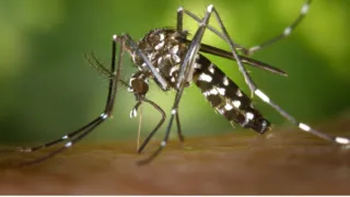 Imagem ilustrativa da imagem Pernambuco registra mais de 50 mil casos suspeitos de dengue; alta é de 34,6%