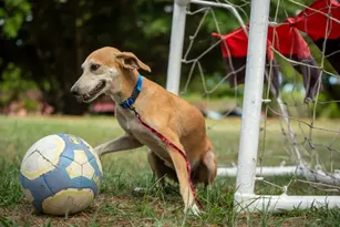 Imagem ilustrativa da imagem Sport lança projeto para adoção responsável de animais no clube