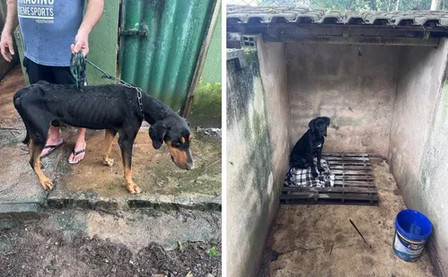 
          Imagem ilustrativa da imagem Adestrador de animais é preso por maus-tratos a cães em Guarapari
          