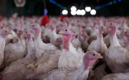 
          Imagem ilustrativa da imagem Agricultura confirma foco de doença de Newcastle em Santa Catarina
          