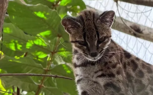 
          Imagem ilustrativa da imagem Brasileiro descobre nova espécie de felino após 100 anos
          