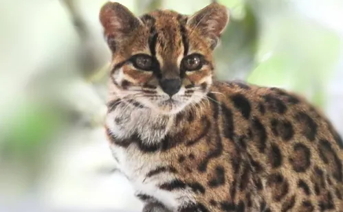 
          Imagem ilustrativa da imagem Brasileiro descobre nova espécie de felino após 100 anos
          