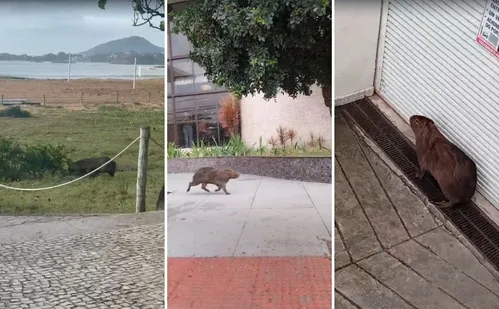 
          Imagem ilustrativa da imagem Capivara entra em hotel após ser flagrada "passeando" pela orla de Camburi
          