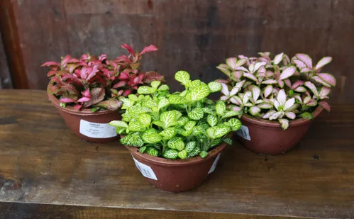 
          Imagem ilustrativa da imagem Confira flores e plantas fáceis de cuidar para colorir a casa
          