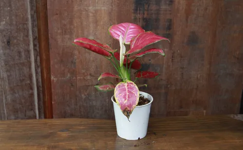 
          Imagem ilustrativa da imagem Confira flores e plantas fáceis de cuidar para colorir a casa
          