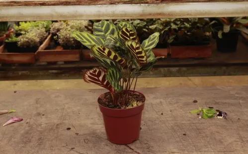 
          Imagem ilustrativa da imagem Confira flores e plantas fáceis de cuidar para colorir a casa
          