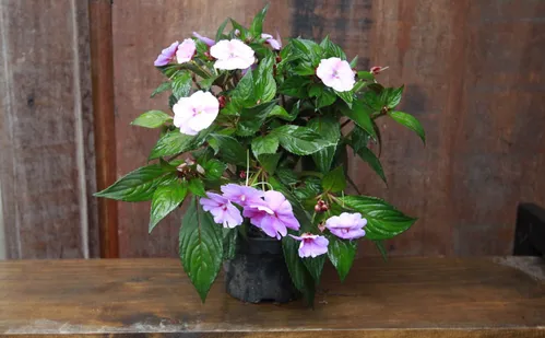 
          Imagem ilustrativa da imagem Confira flores e plantas fáceis de cuidar para colorir a casa
          