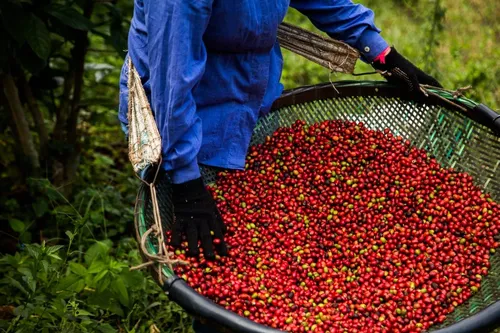 
          Imagem ilustrativa da imagem Cooperativas agropecuárias reúnem 50 mil capixabas e movimentam R$ 6,5 bi
          