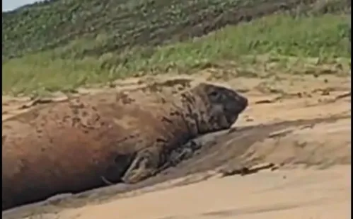 
          Imagem ilustrativa da imagem Elefante-marinho surpreende banhistas ao descansar em praia de Linhares
          
