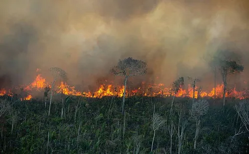 
          Imagem ilustrativa da imagem Ibama aplica R$ 2 milhões em multas por incêndios ilegais na Amazônia
          