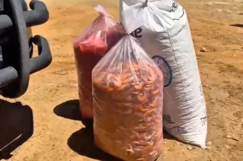 
          Imagem ilustrativa da imagem PRF apreende carga de camarão avaliada em meio milhão de reais no Sertão
          