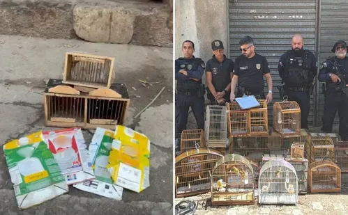 
          Imagem ilustrativa da imagem Pássaros silvestres comercializados ilegalmente são apreendidos na Feira de Aribiri
          