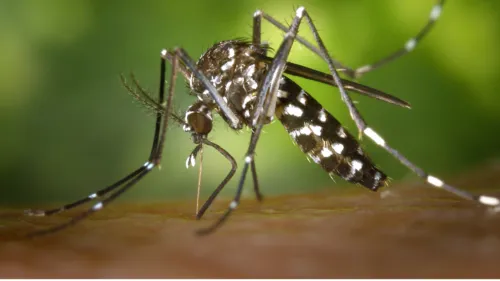 
          Imagem ilustrativa da imagem Pernambuco registra mais de 50 mil casos suspeitos de dengue; alta é de 34,6%
          