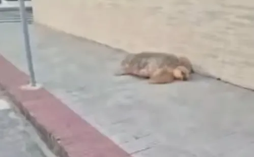 
          Imagem ilustrativa da imagem Tartaruga “gigante” se perde e atravessa rua em praia no Sul do ES
          