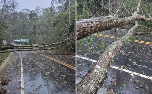 
          Imagem ilustrativa da imagem Temporal derruba árvores, arranca telhados e alaga ruas no ES
          