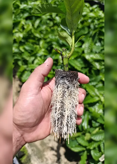 
          Imagem ilustrativa da imagem Viveiro Babilon produz 24 milhões de mudas de café por ano
          