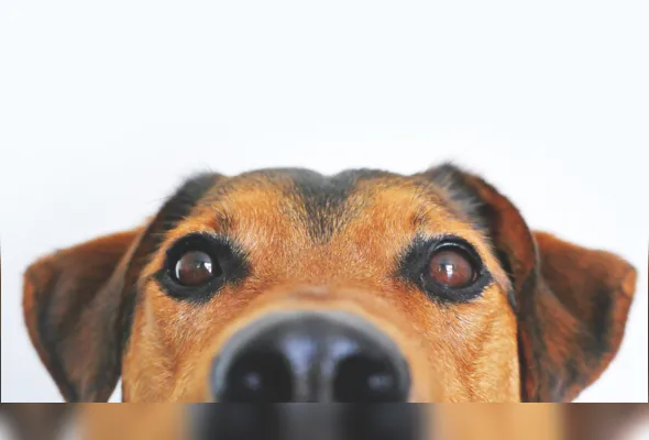 Imagem ilustrativa da imagem Patteo Olinda promove evento de adoção de cães e gatos neste sábado (12)