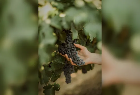 Imagem ilustrativa da imagem Por que vinhos secos parecem doces sem açúcar?