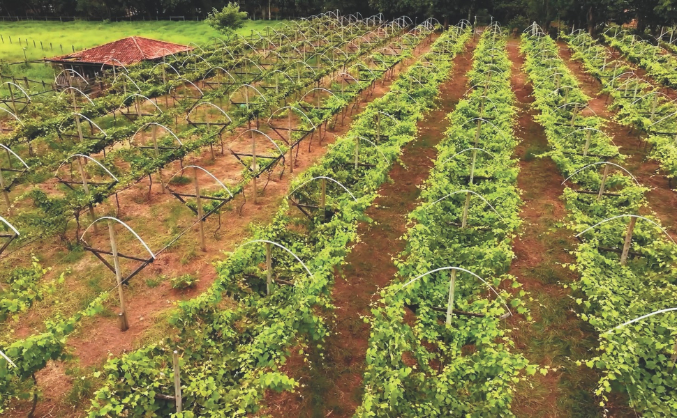 Irrigação com água reutilizada
