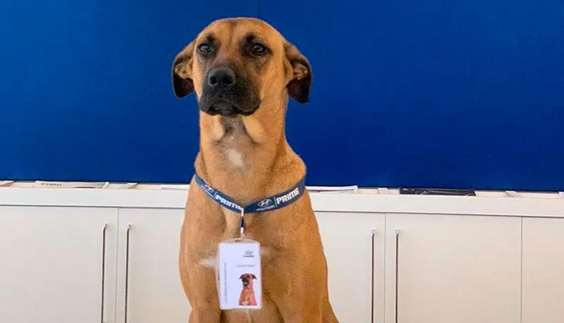 Imagem ilustrativa da imagem "Cãosultor": cachorro adotado por concessionária na Serra tem até crachá