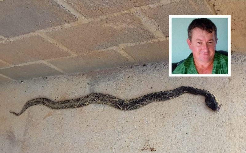 Lavrador picado por serpente venenosa gigante é salvo por