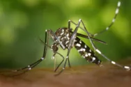 Imagem ilustrativa da imagem Doenças transmitidas pelo mosquito