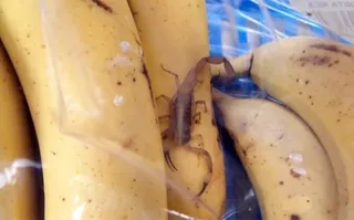 Imagem ilustrativa da imagem Mulher é picada por escorpião escondido em cacho de bananas
