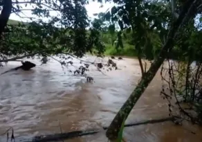 Imagem ilustrativa da imagem Vídeo | Rebanho é arrastado por enchente no Sul do ES