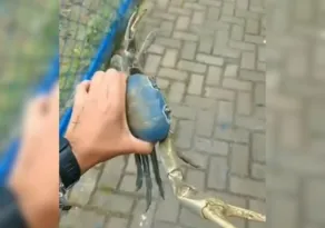 Imagem ilustrativa da imagem VÍDEO | Vendedora salva outro caranguejo de ser atropelado em rua de Vitória