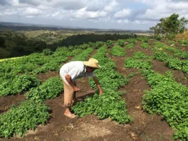 Imagem ilustrativa da imagem Agricultores já podem se inscrever para o Programa Garantia Safra 2023/2024