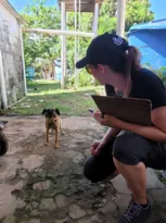 Imagem ilustrativa da imagem Censo de cães e gatos chega à área urbana de Fernando de Noronha