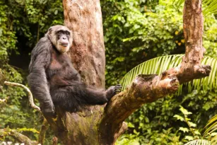 Imagem ilustrativa da imagem Chimpanzé mais velho do Brasil completa 66 anos