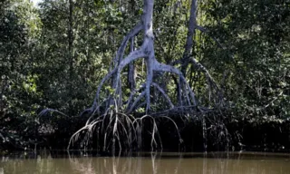 Imagem ilustrativa da imagem Estudos apontam que manguezais evitam que atmosfera absorva carbono