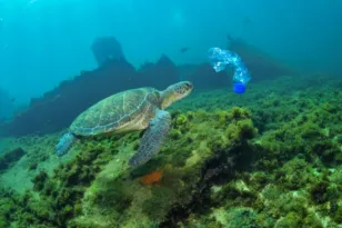 Imagem ilustrativa da imagem Fernando de Noronha sedia encontro em defesa dos mares