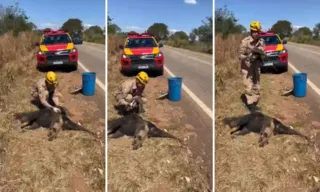 Imagem ilustrativa da imagem Filhote de tamanduá é achado agarrado à mãe morta em rodovia