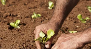 Imagem ilustrativa da imagem Garanhuns inclui produtos da agricultura familiar na merenda escolar